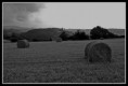 /album/fotogaleria/pacas-6006282625-l-jpg/