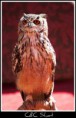 /album/animales/buho-6085702810-l-jpg/