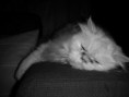 /album/animales/despertando-6092692612-l-jpg/