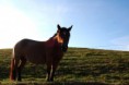 /album/animales/horse-6182436466-l-jpg/
