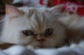 /album/animales/ojazos-5310395664-l-jpg/