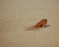 /album/animales/perro-6211679759-l-jpg/