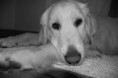 /album/animales/relajado-5309816211-l-jpg/