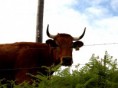 /album/animales/vaca-roxa-6093272690-l-jpg/
